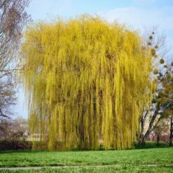 Niobe Golden Weeping Willow 6 Niobe Golden Weeping Willow -Plant Sales Store Niobe weeping willow 1