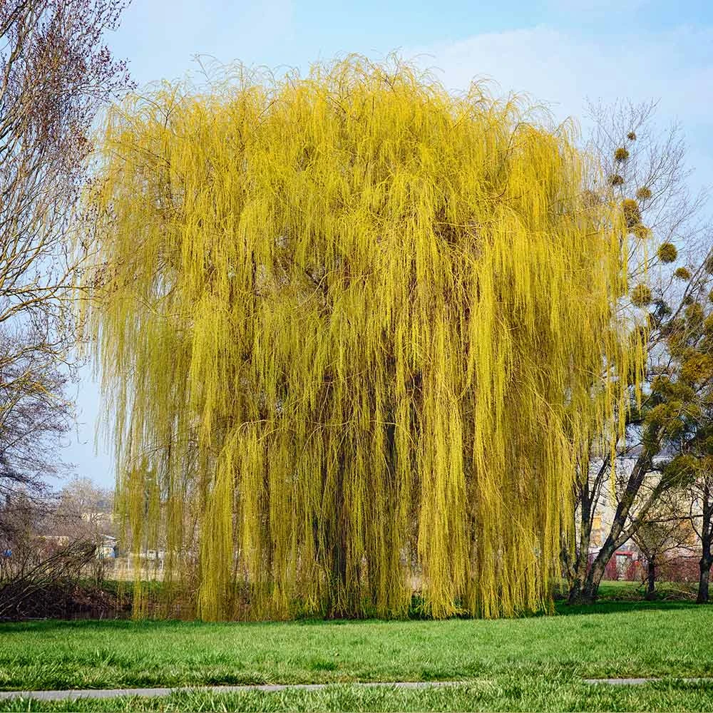 Niobe Golden Weeping Willow 3 Niobe Golden Weeping Willow - Image 3