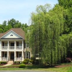 Niobe Golden Weeping Willow 7 Niobe Golden Weeping Willow -Plant Sales Store Niobe weeping willow 3