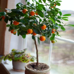 Nules Clementine Tree -Plant Sales Store Nules Clementine 2 FGT c092ce2d a906 45fb 86fe 704ce2a65d74
