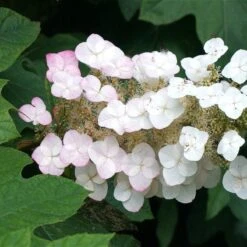 Oakleaf Hydrangea Shrub -Plant Sales Store OAKLEAF FGT THUMB a396bc6d 9d3c 49ac 82c6 f1db3d28bb3d