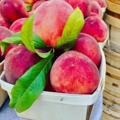 O'Henry Peach Tree -Plant Sales Store OHenry Peach 3