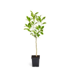 Calamondin Tree -Plant Sales Store ORG CAL 12 1QT