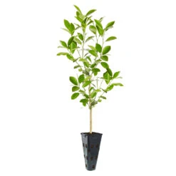 Calamondin Tree -Plant Sales Store ORG CAL 23 C