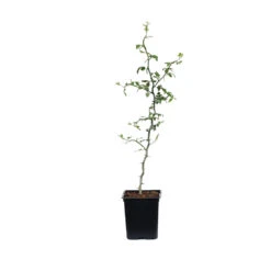 Hardy Orange Tree 'Flying Dragon' -Plant Sales Store ORG JHO 12 1QT
