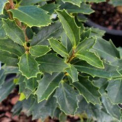 Oak Leaf™ Holly Tree -Plant Sales Store Oak Leaf Holly 3