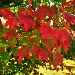 October Glory Red Maple Tree -Plant Sales Store October Glory Maple 2 FGT