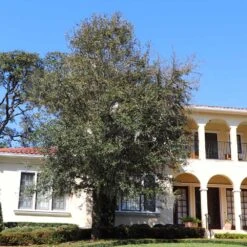 Oliana Olive Tree -Plant Sales Store Oliana Olive 2