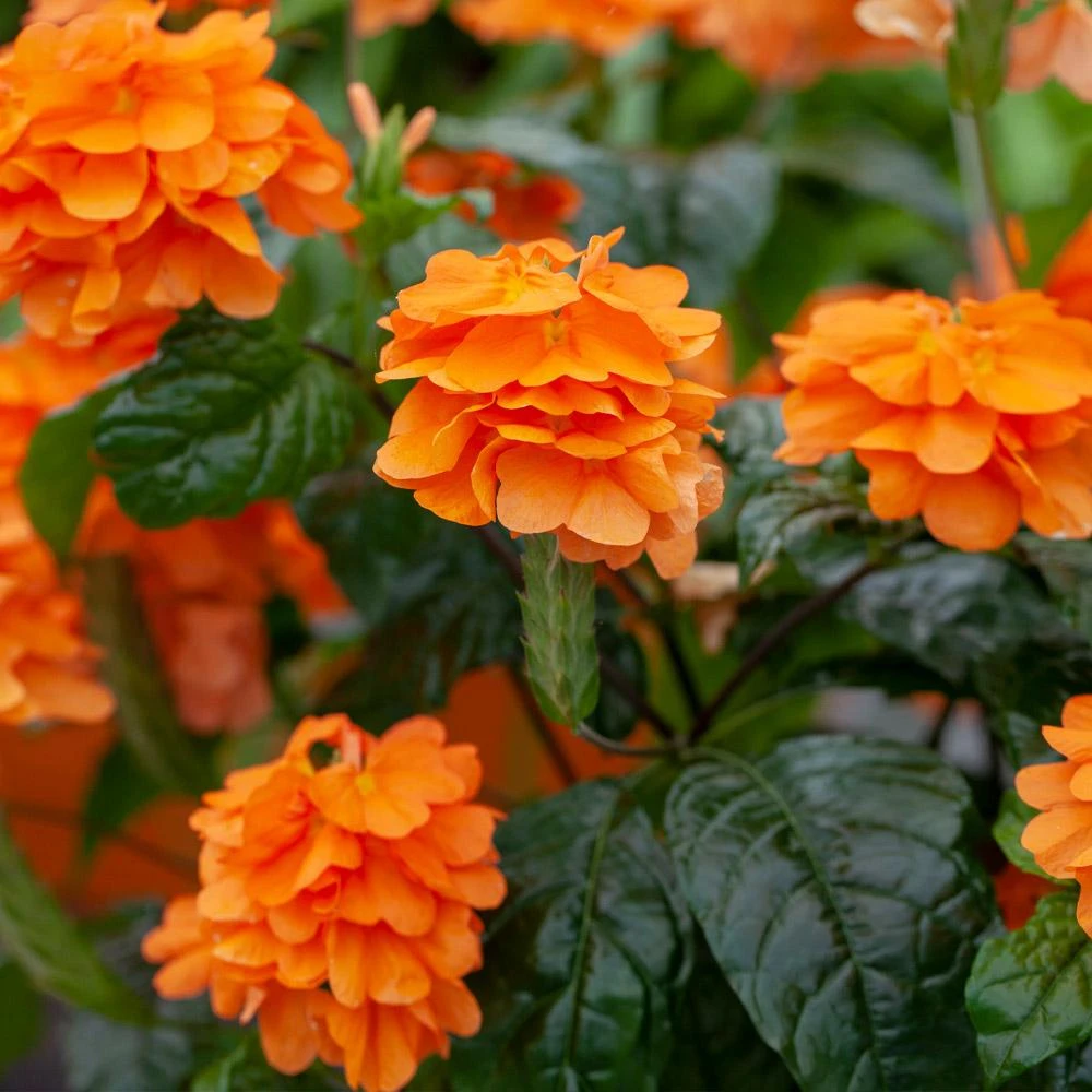 Orange Marmalade Crossandra Shrub 2 Orange Marmalade Crossandra Shrub - Image 2