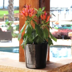 Orange Shrimp Plant -Plant Sales Store Orange Shrim plant 3