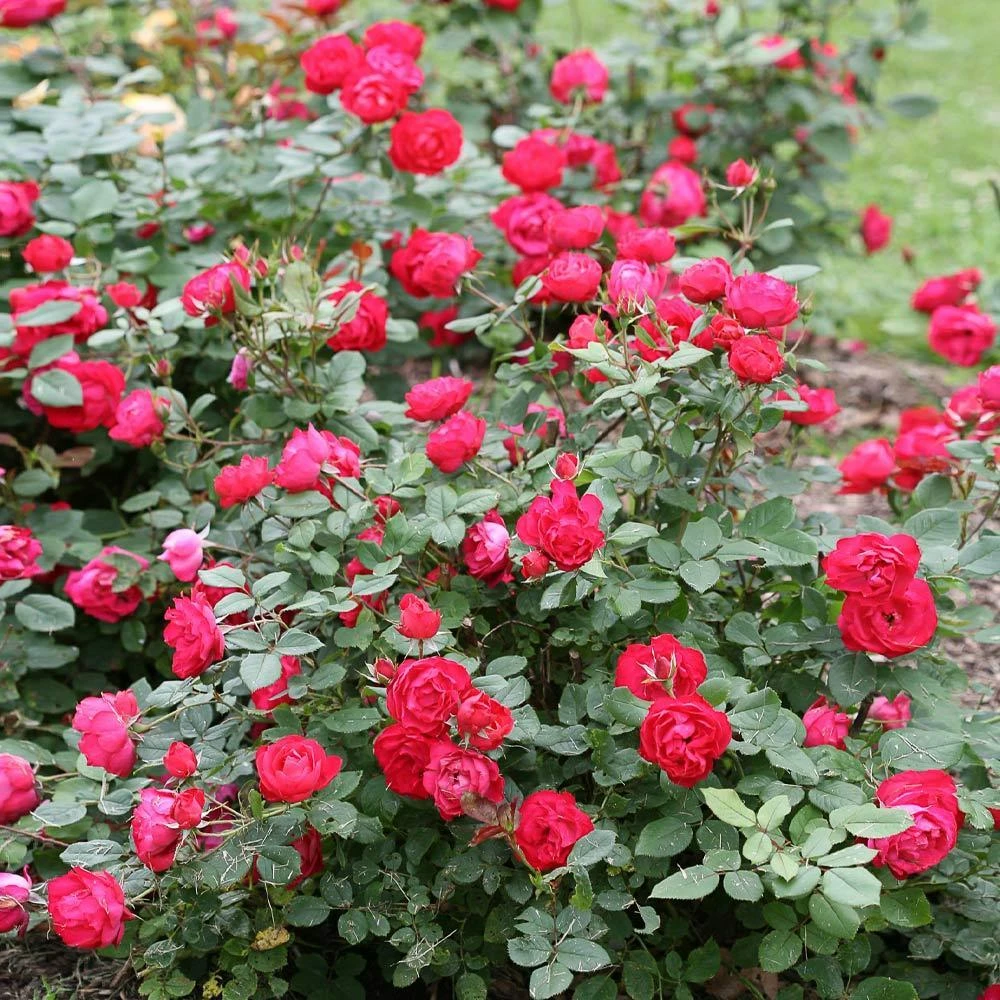 Oso Easy® Double Red Rose 3 Oso Easy® Double Red Rose - Image 3