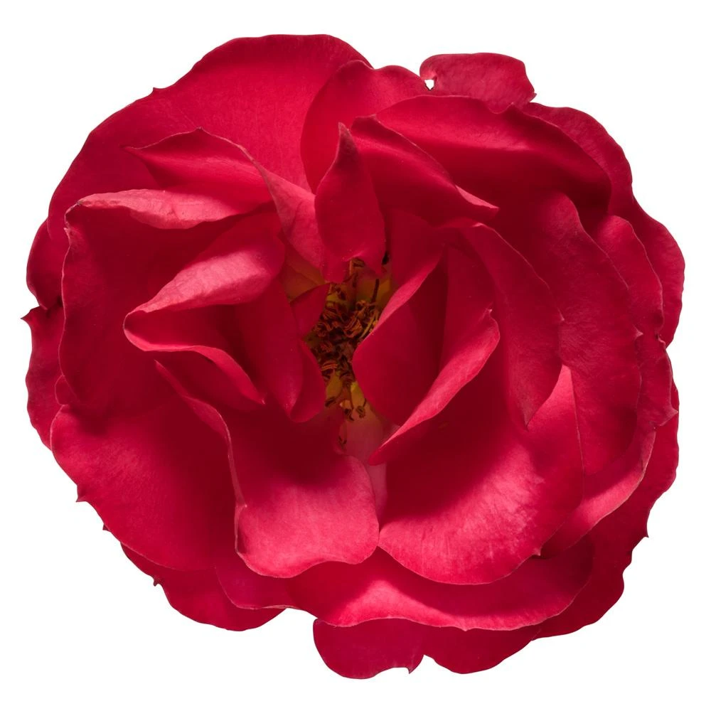Oso Easy® Double Red Rose 4 Oso Easy® Double Red Rose - Image 4