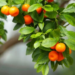 Owari Satsuma Mandarin Tree - USDA Organic -Plant Sales Store Owari Satsuma Mandarin 3 5ad26f0d 36bb 4190 a2a3 1cf6d76e8b3b
