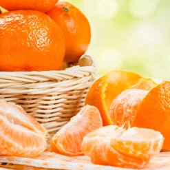 Owari Satsuma Mandarin Tree - USDA Organic -Plant Sales Store Owari Satsuma Mandarin 6 059959a1 9dcb 49f6 9725 6258819ebcab