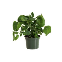 Pilea Peperomioides (Pancake Plant) -Plant Sales Store PIL PEP6 standard pot