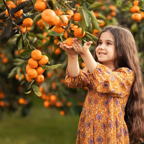 Page Mandarin Tree 1 Page Mandarin Tree