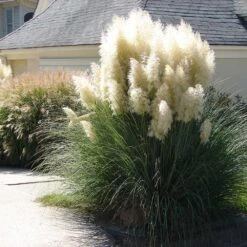 Pampas Grass -Plant Sales Store Pampas Grass 4 FGT