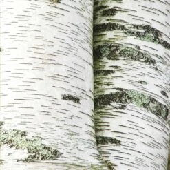 White Birch Tree -Plant Sales Store Paper White Birch 2
