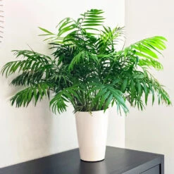 Air-Purifying House Plant Kit 10 Air-Purifying House Plant Kit -Plant Sales Store Parlor Palm 1 FGT 9892e9fa 6353 4f8b 9408 ebc964ef0bf6