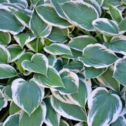 Patriot Hosta Plant 5 Patriot Hosta Plant -Plant Sales Store Patriot Hosta 3
