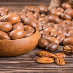 Pawnee Pecan Tree -Plant Sales Store Pawnee Pecan 4 FGT