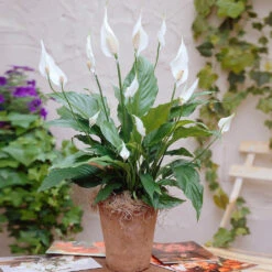 New Apartment House Plant Kit -Plant Sales Store Peace Lily 3 98e084f7 4479 41ec 9230 4271b765469e