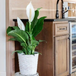 Air-Purifying House Plant Kit 13 Air-Purifying House Plant Kit -Plant Sales Store Peace Lily 5 13515b41 5276 4721 9fa9 f2886fe53c3f