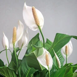 Peace Lily Plant -Plant Sales Store Peace Lily 6