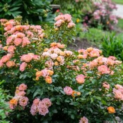 Peach Drift® Rose 5 Peach Drift® Rose -Plant Sales Store Peach Drift Rose 2 FGT