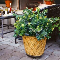 Bushel And Berry® Peach Sorbet™ Blueberry Bush -Plant Sales Store Peach Sorbet BLueberry 3 BB