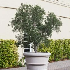 Pendolino Olive Tree -Plant Sales Store Pendolino Olive FGT 2