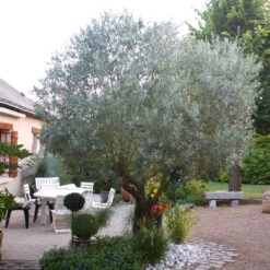 Pendolino Olive Tree -Plant Sales Store Pendolino Olive FGT 3