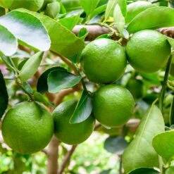 Persian 'Bearss' Lime Tree -Plant Sales Store Persian Lime Tree 5 FGT