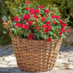 Petite Knock Out® Rose 11 Petite Knock Out® Rose -Plant Sales Store Petite Red Knockout Rose2 FGT