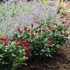 Petite Knock Out® Rose 9 Petite Knock Out® Rose -Plant Sales Store Petite Red Knockout Rose4