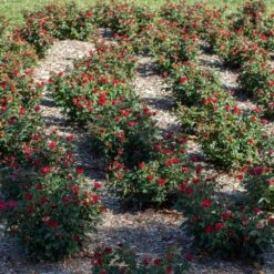 Petite Knock Out® Rose 10 Petite Knock Out® Rose -Plant Sales Store Petite Red Knockout Rose6