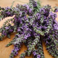 Phenomenal™ Lavender Plant 7 Phenomenal™ Lavender Plant -Plant Sales Store Phenomenal Lavender 3 FGT