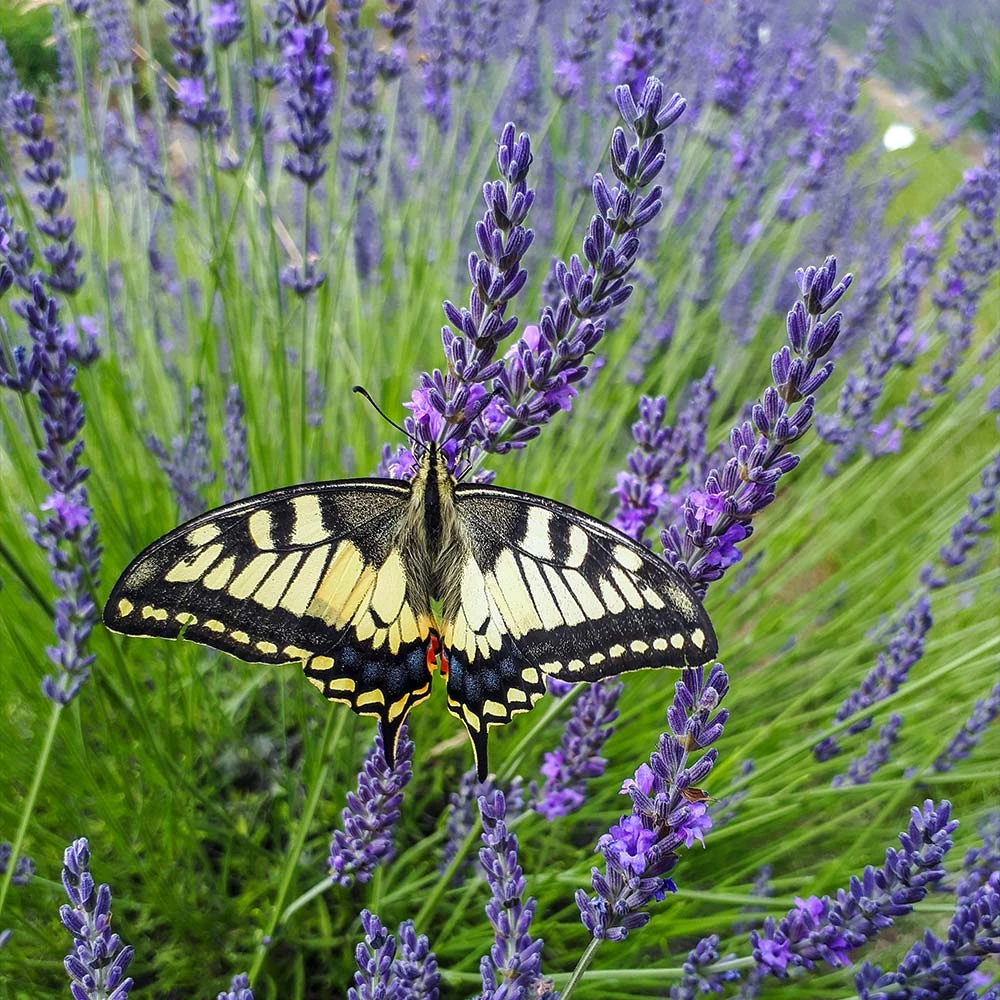 Phenomenal™ Lavender Plant 2 Phenomenal™ Lavender Plant - Image 2