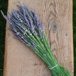Phenomenal™ Lavender Plant 9 Phenomenal™ Lavender Plant -Plant Sales Store Phenomenal Lavender 7