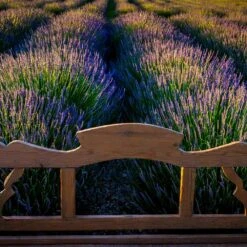 Phenomenal™ Lavender Plant 8 Phenomenal™ Lavender Plant -Plant Sales Store Phenomenal Lavender 8 FGT