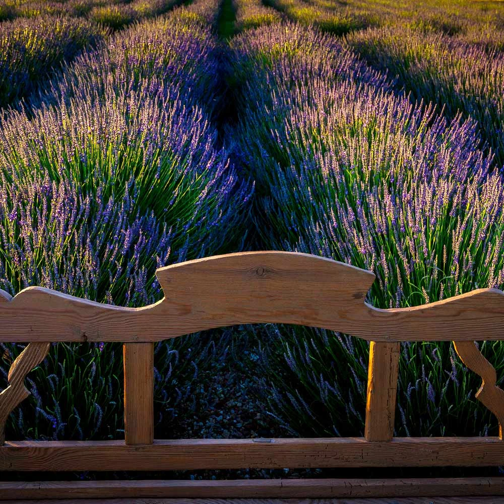 Phenomenal™ Lavender Plant 4 Phenomenal™ Lavender Plant - Image 4