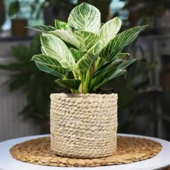 Rare House Plant Kit -Plant Sales Store Philodendron Birkin 1 2d3789b2 defd 41b8 b089 45b1edca4363