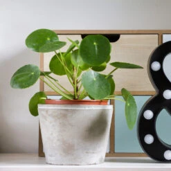 Pilea Peperomioides (Pancake Plant) -Plant Sales Store Pilea Pancake Plant 3 FGT