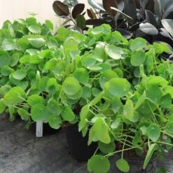 Pilea Peperomioides (Pancake Plant) -Plant Sales Store Pilea Pancake Plant 6