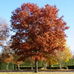 Pin Oak Tree -Plant Sales Store Pin Oak 5 FGT