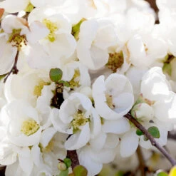 Pineapple Quince Tree 8 Pineapple Quince Tree -Plant Sales Store Pineapple Quince 1 FGT