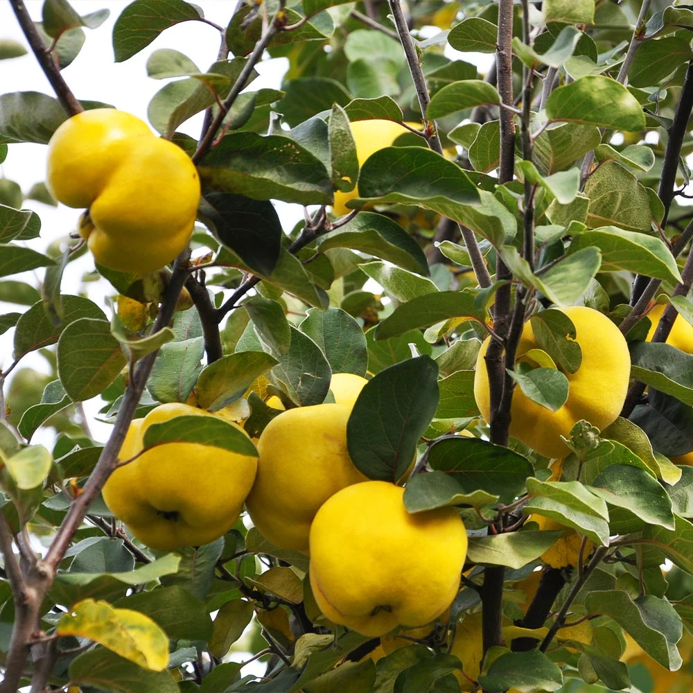 Pineapple Quince Tree 5 Pineapple Quince Tree - Image 5