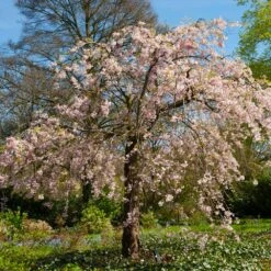 Pink Weeping Cherry Tree -Plant Sales Store Pink Double Weeping Cherry 6 FGT