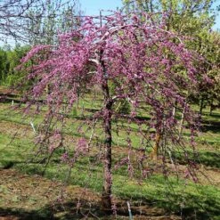 New Release -Plant Sales Store Pink Heartbreaker Redbud 5