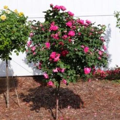 Pink Knock Out® Rose Tree 7 Pink Knock Out® Rose Tree -Plant Sales Store Pink Knockout Rose Tree 2